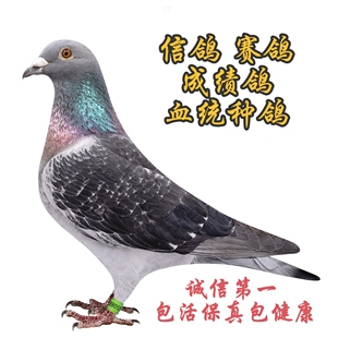 信鸽赛鸽种鸽公棚成绩鸽子血统种鸽公棚天落圆环种鸽幼鸽活体一对