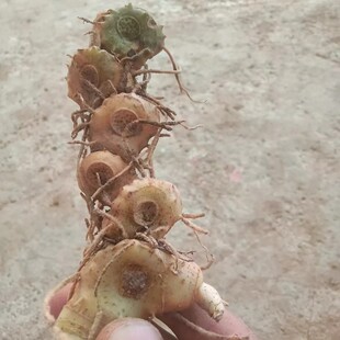 贵州正宗深山老林黄精中草药材种苗小黄精