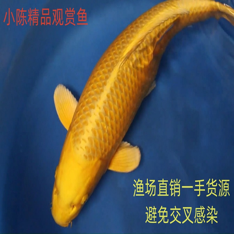 活体观赏鱼大型鱼黄金白金黑金全红火鯉龙凤锦鲤好养耐活包邮包活