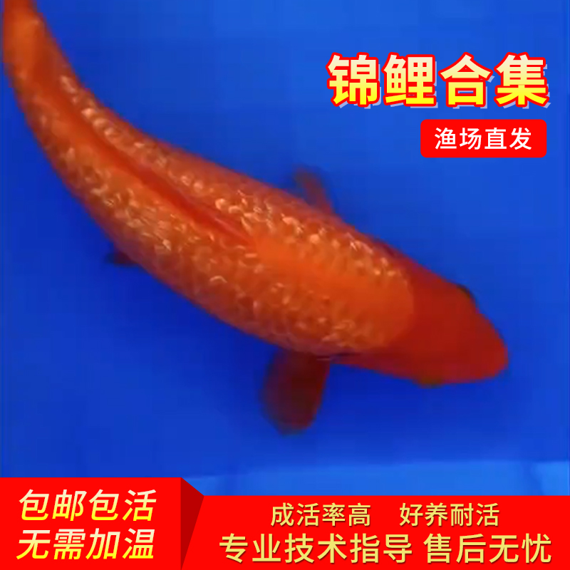 精品纯种日本进口红色火鲤鲜艳全红色风水淡水冷水锦鲤观赏鱼包邮