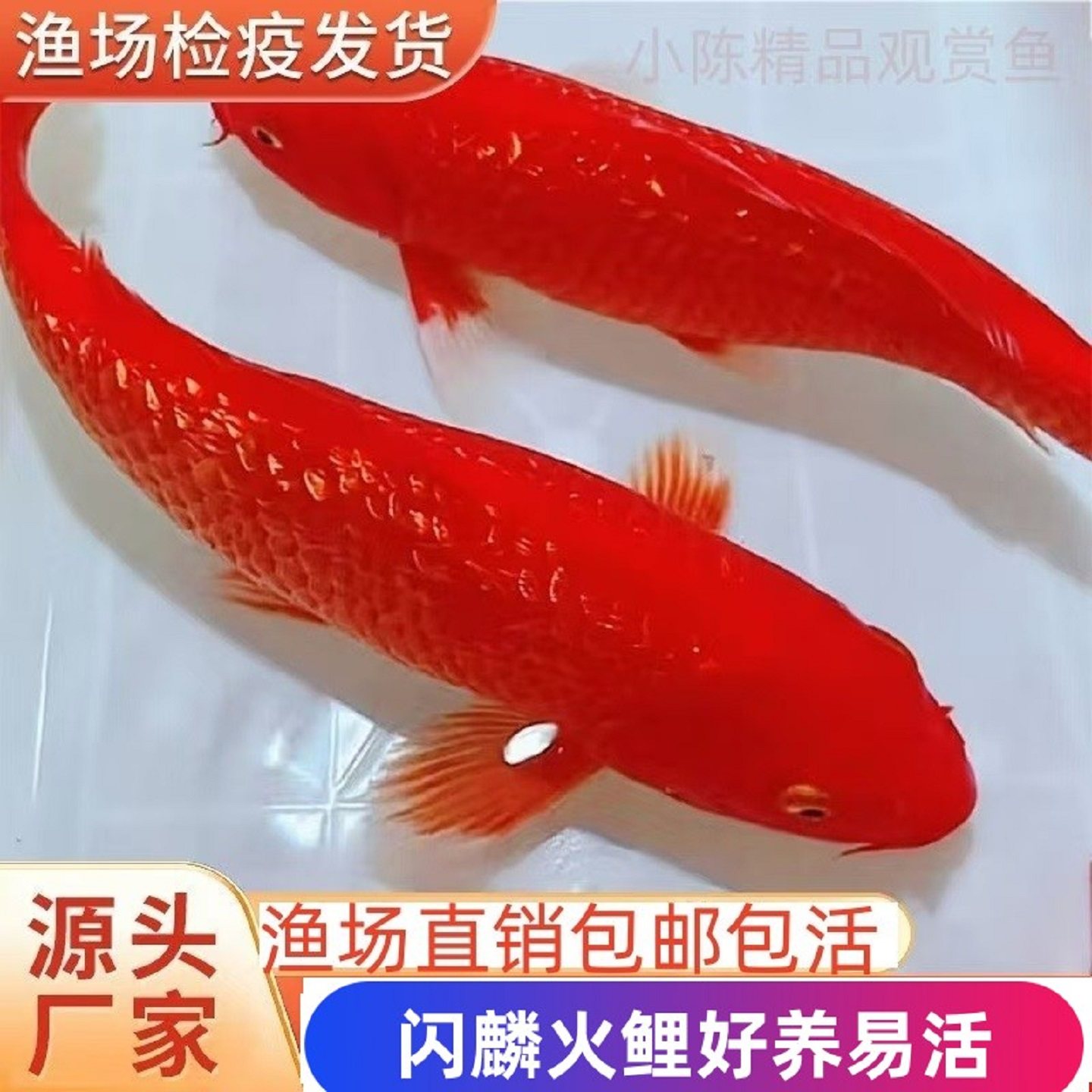 精品纯种日本进口种鱼全红火鲤鲜艳黄黑金活体淡水冷水锦鲤观赏鱼