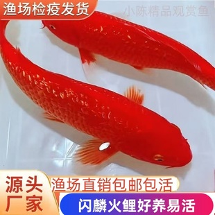 精品纯种日本进口种鱼全红火鲤鲜艳黄黑金活体淡水冷水锦鲤观赏鱼