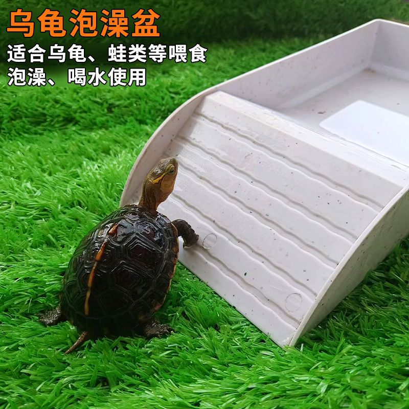 乌龟泡澡盆水盆食盆黄缘半水龟
