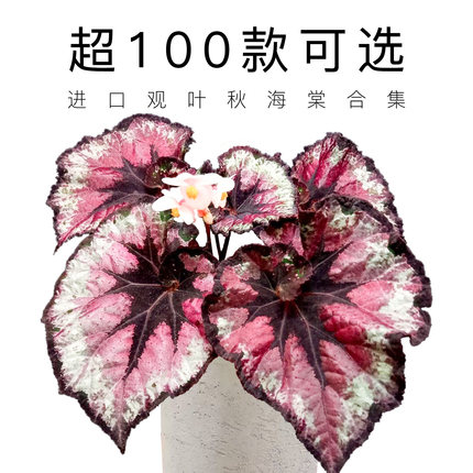 ins 网红蟆叶观叶秋海棠盆栽开花卉新奇植物室内客厅阳台桌面好养