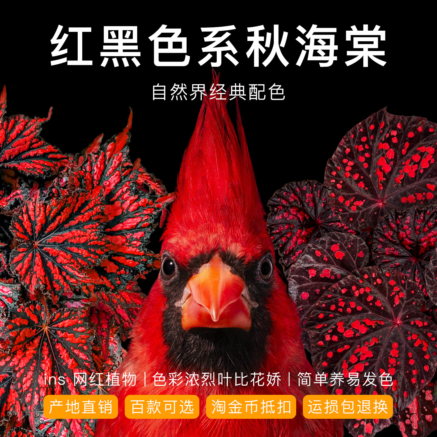 红黑色系秋海棠网红热带开花小植物盆栽室内客厅阳台桌面耐旱好养