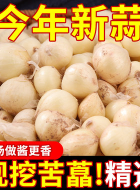四川苦藠头茭头现挖新鲜腌制小根团葱特产苦荞蒜头野葱薤白茭团