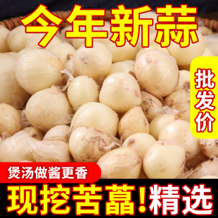 四川苦藠头茭头现挖新鲜腌制小根团葱特产苦荞蒜头野葱薤白茭团