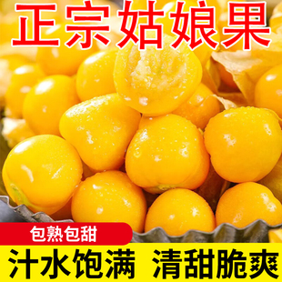 东北姑娘果5斤新鲜当季水果现摘黄菇娘果灯笼果特产整箱混装包邮