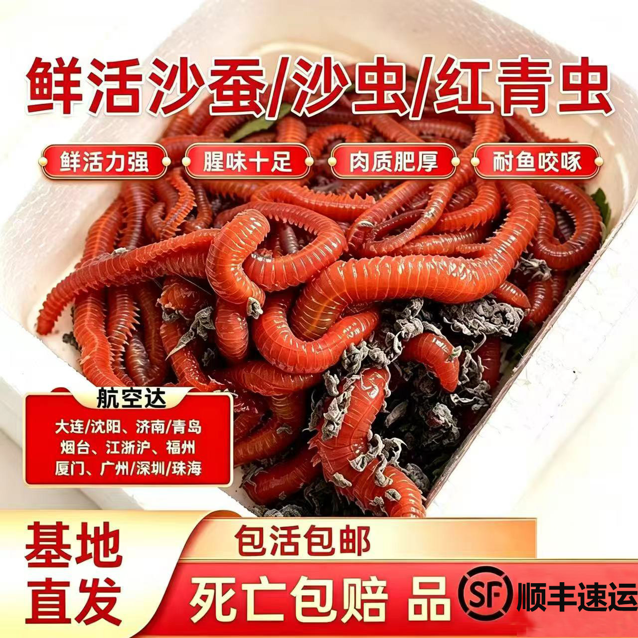鲜活红沙蚕活饵青虫昆虫饵钓鱼饵料海洋船钓专用鲜活力强肉质肥厚