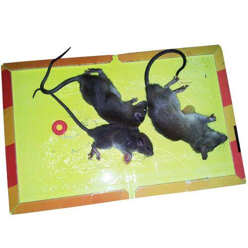 마스터의 초강력 접착 마우스 보드에 10매 무료 배송 두꺼워지고 확대된 확대 유도 버전