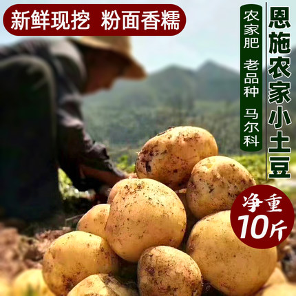 2026恩施农家自种新鲜小土豆高山富硒土壤黄心洋芋迷你马铃薯10斤