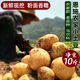 2025恩施农家自种新鲜小土豆高山富硒土壤黄心洋芋迷你马铃薯10斤