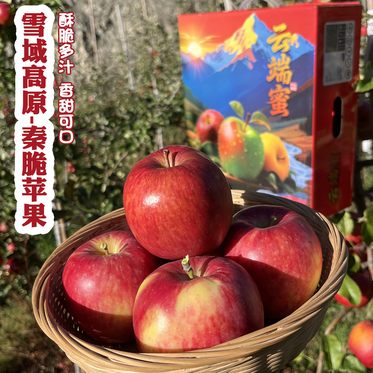 阿坝高原秦脆苹果酥脆多汁香甜