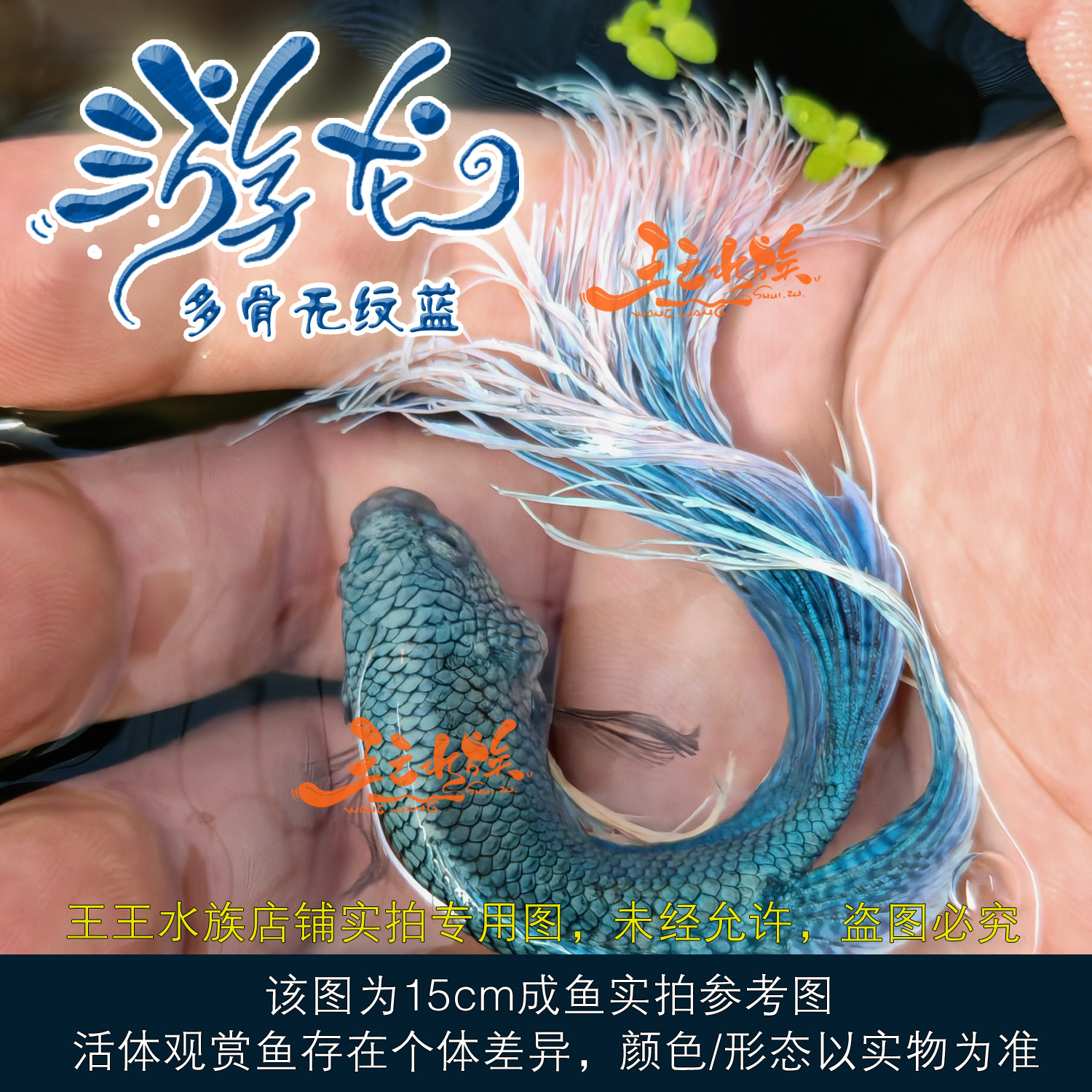 中国斗鱼多骨无纹蓝活体观赏鱼淡水冷水免加温免打氧鱼苗亚成成鱼