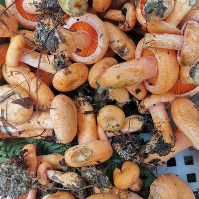 四川新鲜野生谷熟菌松树菌松乳菇松菌重阳菌雁鹅菌铜绿菌野菌