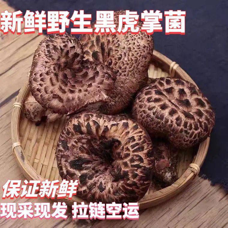 新鲜野生黑虎掌菌云南特产非干货正品美食材农产品香菇