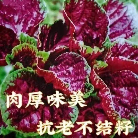 【今年新种】红苋菜种子汉菜籽四季蔬菜红圆叶苋菜柳叶盆栽菜种子