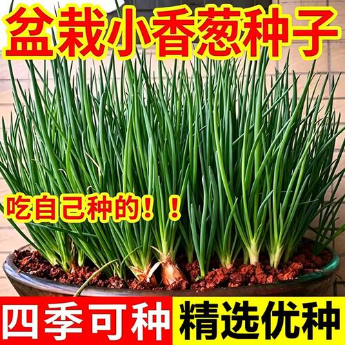 葱种子四季小香葱种子章丘大葱籽阳台室内外庭院盆栽分葱蔬菜种孑