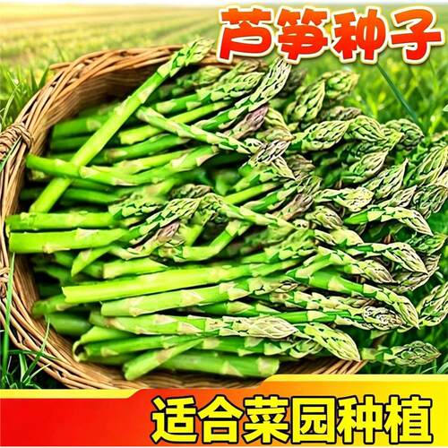 四季芦笋种子阳台盆栽籽