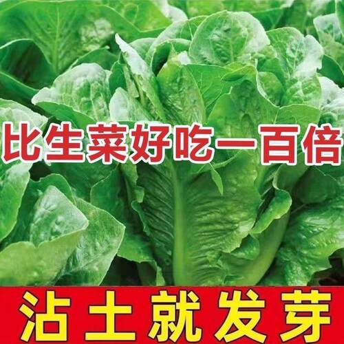孔雀菜不打药不生虫生吃脆甜高营养直立生菜四季播生菜