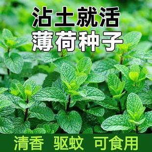 食用薄荷种子柠檬薄荷种子驱蚊花草植物种子四季阳台薄荷盆栽可食
