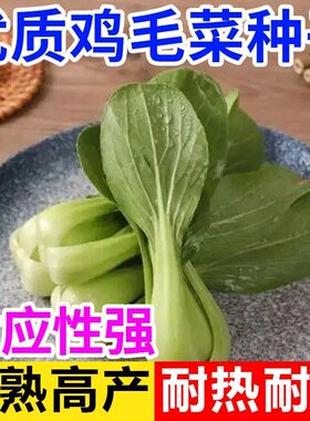 鸡毛菜菜籽四季种子生长快速生小油菜易种植发芽率高阳台盆栽耐热