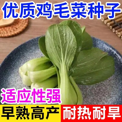 鸡毛菜菜籽四季种子生长快速生小油菜易种植发芽率高阳台盆栽耐热