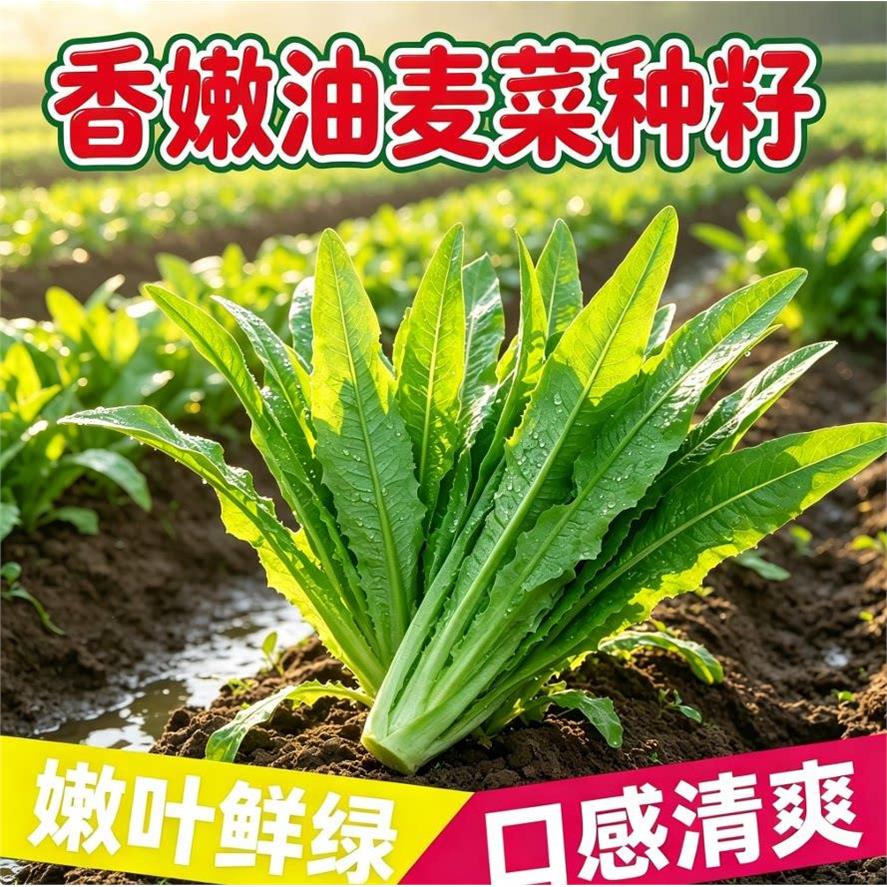 大棵油麦菜种子四季青菜种籽菜籽盆栽籽种阳台盆栽庭院蔬菜种源