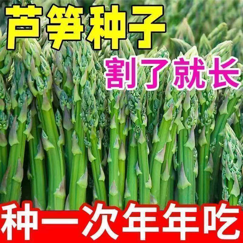 芦笋种子四季种植蔬菜之王进口绿芦笋种籽抗热耐寒高营养蔬菜种子