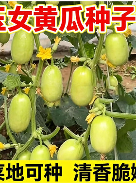玉女水果黄瓜种子迷你小黄瓜籽生吃脆甜无渣春秋种植阳台盆栽种子