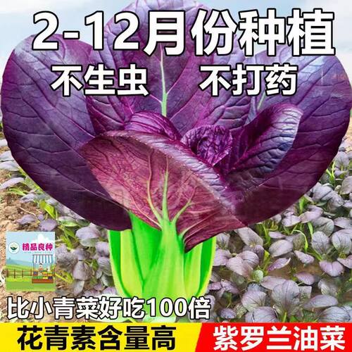 紫罗兰油菜种子紫色上海青小青菜种籽秋冬季阳台田园耐寒蔬菜种子