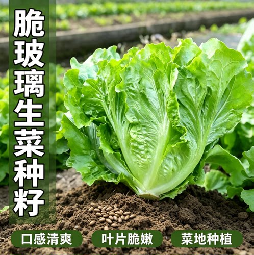四季甜脆玻璃生菜种子脆嫩生吃生菜种籽阳台四季盆栽春季蔬菜种孑