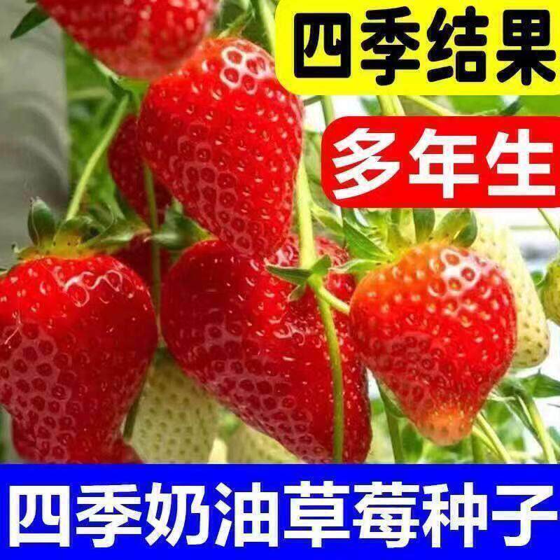 四季草莓种子红果多年生奶油草莓苗适合新手小白春秋播种