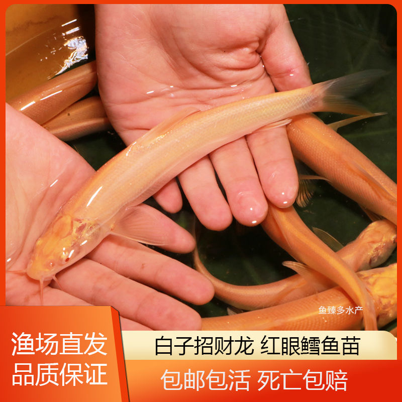 赤目红眼银鳕鱼苗黄化金丝鳕鱼白子招财