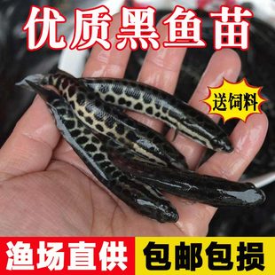 黑鱼苗淡水养殖食用生鱼苗特大好养凶猛冷水观赏鱼小财鱼苗乌鱼苗