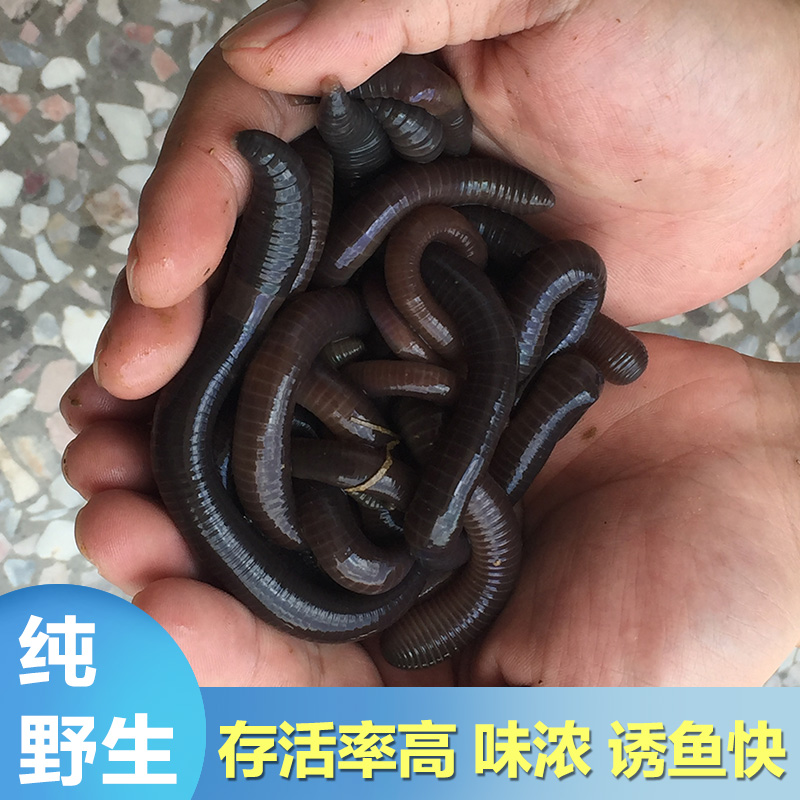 野生黑蚯蚓青蚯蚓活饵黄鳝蚯蚓臭蚯蚓垂钓鱼饵活体鲜活大号蚯蚓