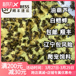 白蟋蟀油葫芦蛐蛐活体饲料喂食爬宠鬃狮角蛙守宫蜥蜴鸟龙鱼食物粮