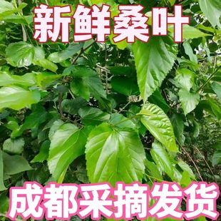 桑叶新鲜蚕宝宝鲜嫩学生养蚕现摘桑蚕食物蚕卵活蚕嫩叶大叶批斤包