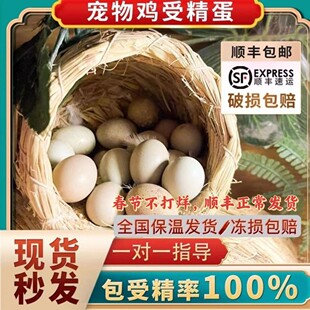 宠物鸡可孵化受精种蛋迷你网红小鸡蛋纯白礼服瓦灰德系变异顺丰