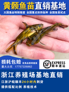 黄骨鱼苗黄颡鱼苗黄鸭叫昂刺鱼黄辣丁汪丁活鱼苗淡水鱼苗养殖食用