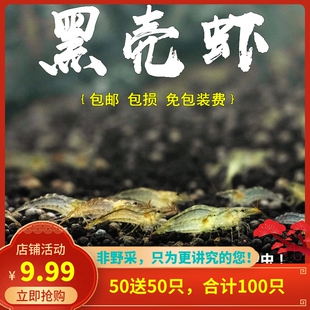 黑壳虾水草除藻虾观赏虾清洁虾活体虾宠物虾秀丽白虾包邮无包装费