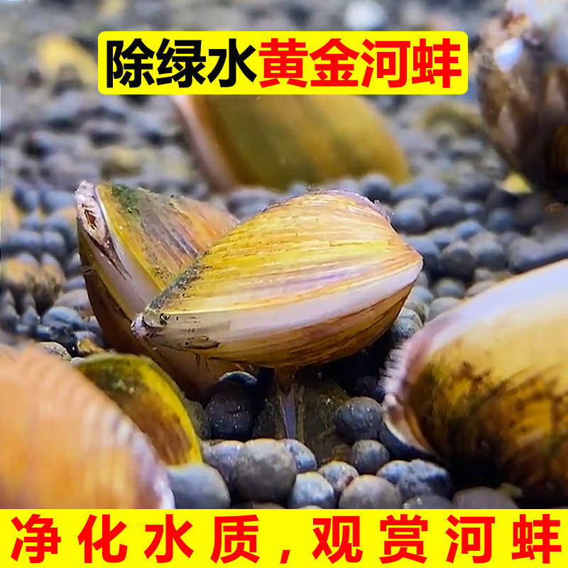 黄金小河蚌河蚬净水鲜活观赏螺淡水宠物活物贝壳幼苗活体溪蚬贝类