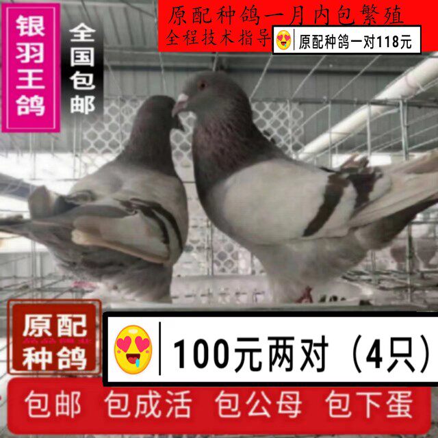 鸽子活  一对 银王鸽 白羽王种鸽 可繁殖肉鸽小鸽 幼鸽 青年鸽