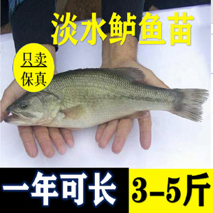 优质七星鲈鱼苗加州鲈鱼苗路亚苗大口黑鲈鱼苗冷水淡水养殖鱼苗