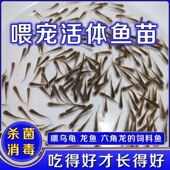 乌龟吃 小鱼苗喂乌龟饲料活鱼龟粮食蚊鱼麦穗鱼斗鱼龙鱼饲料活体