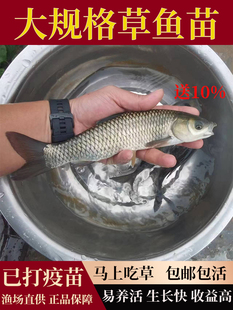 优质大草鱼鱼苗淡水养殖食用活体小鱼苗特大号半斤重活鱼苗皖鱼苗