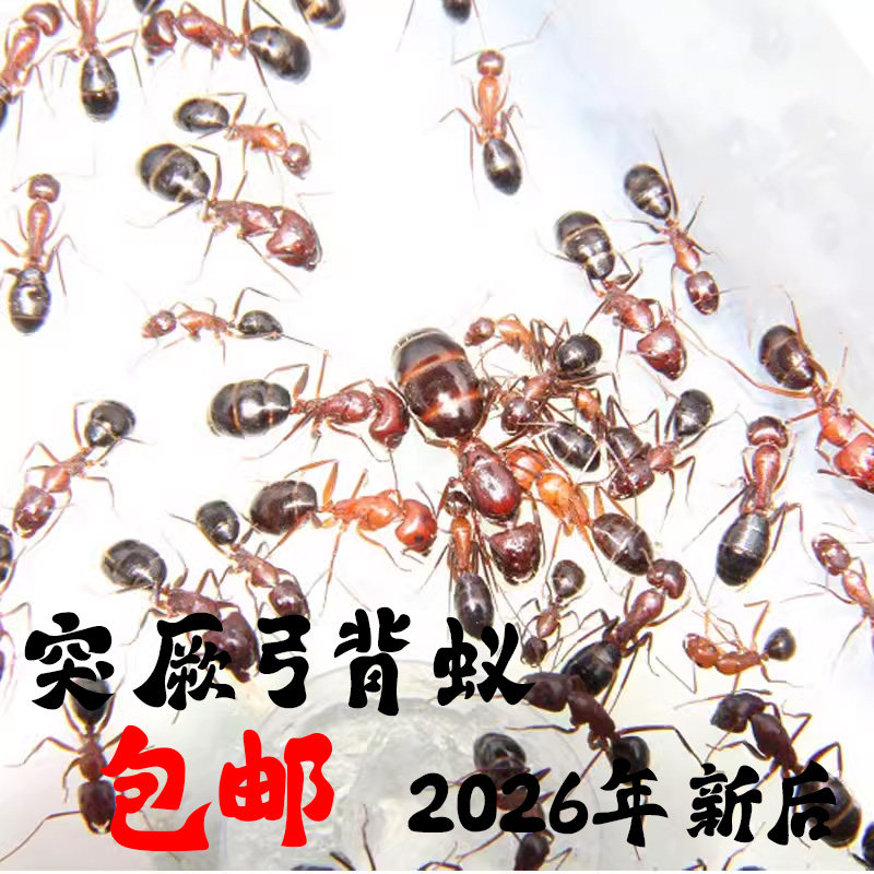 施王蚁馆 突厥弓背蚁 2026年新后 活体宠物蚂蚁暴产群落 生日礼物