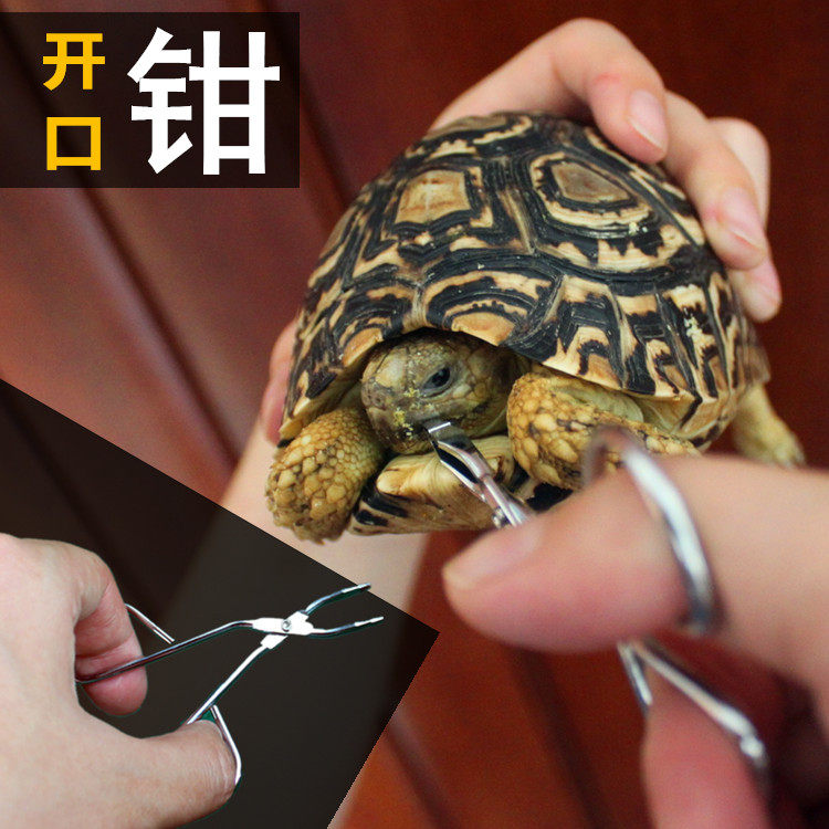 爬宠陆龟蜥蜴蛇守宫填食填药灌服爬虫/鸣虫医疗