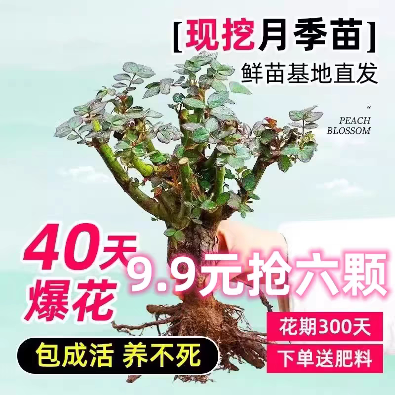 3棵老桩9.9元月季苗木蔷薇藤本四季开花庭院爬墙盆栽嫁接多色爬墙