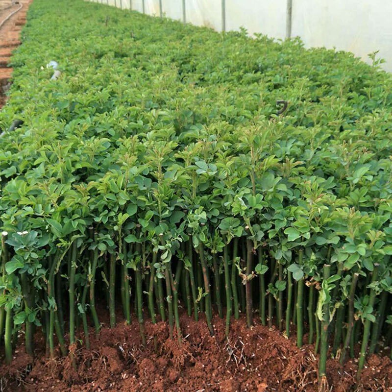 10棵蔷薇爬藤花苗四季开花不断易种好养活多花绿植庭院观赏型包邮
